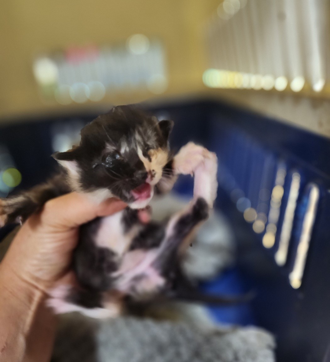 울산유기동물보호센터_431372202300540